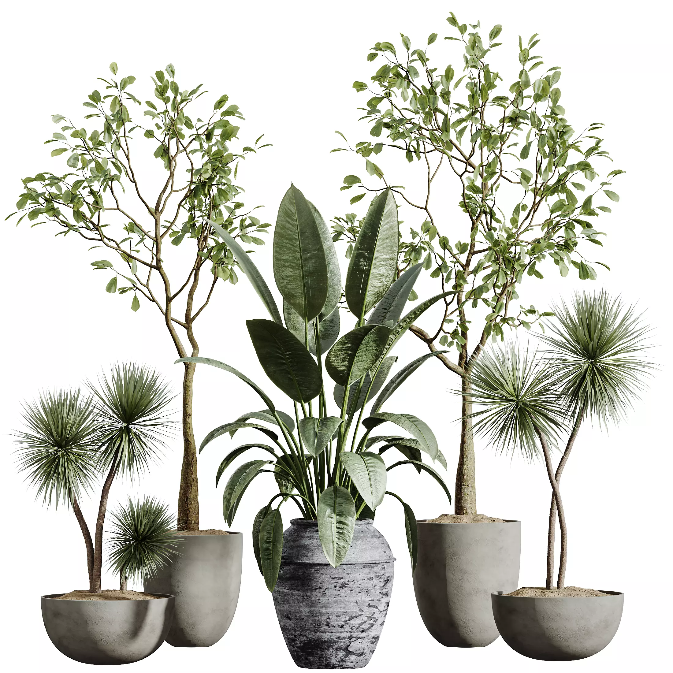 AV Indoor Plants Set 277 Yucca Palm Ficus 3D model_7