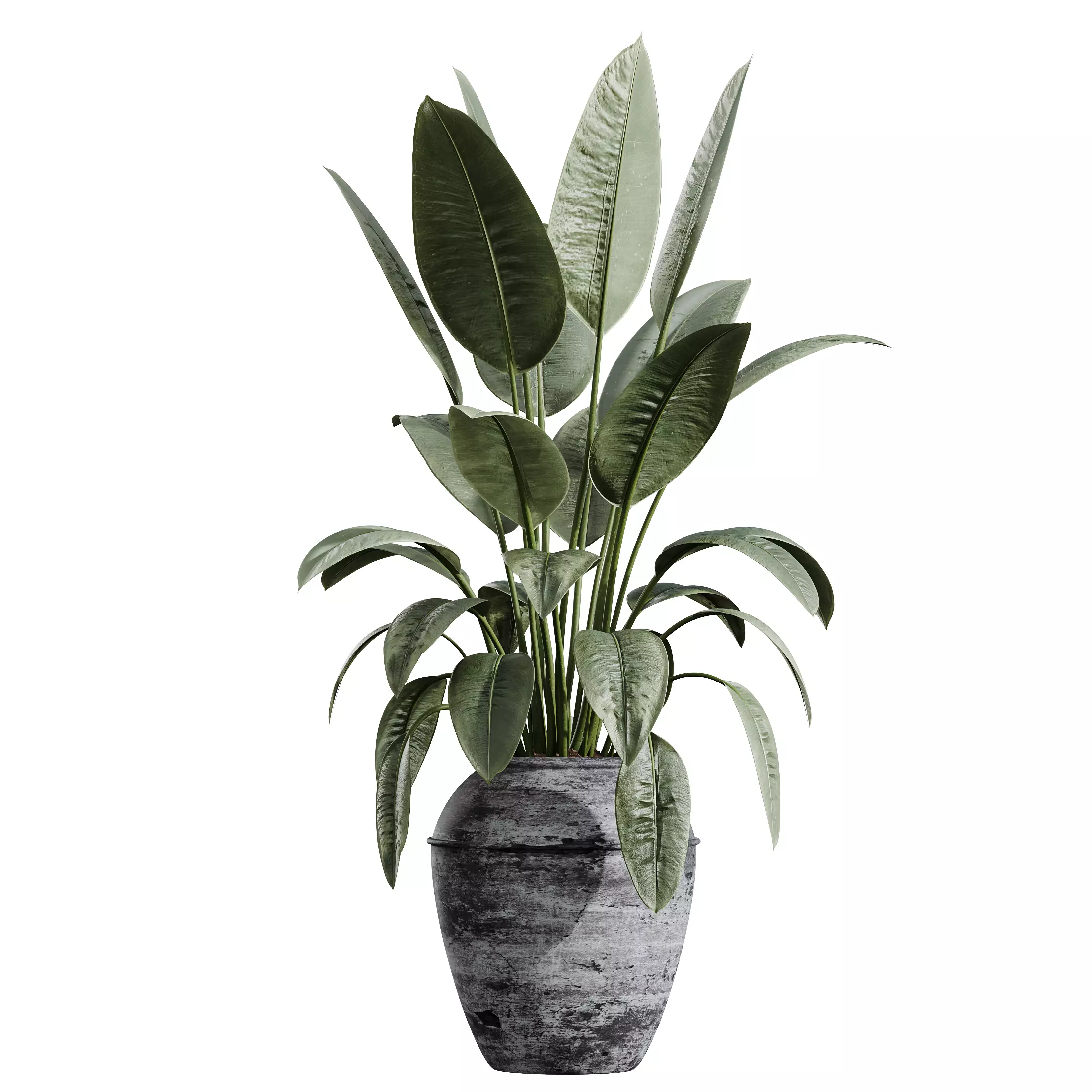 AV Indoor Plants Set 277 Yucca Palm Ficus 3D model_5