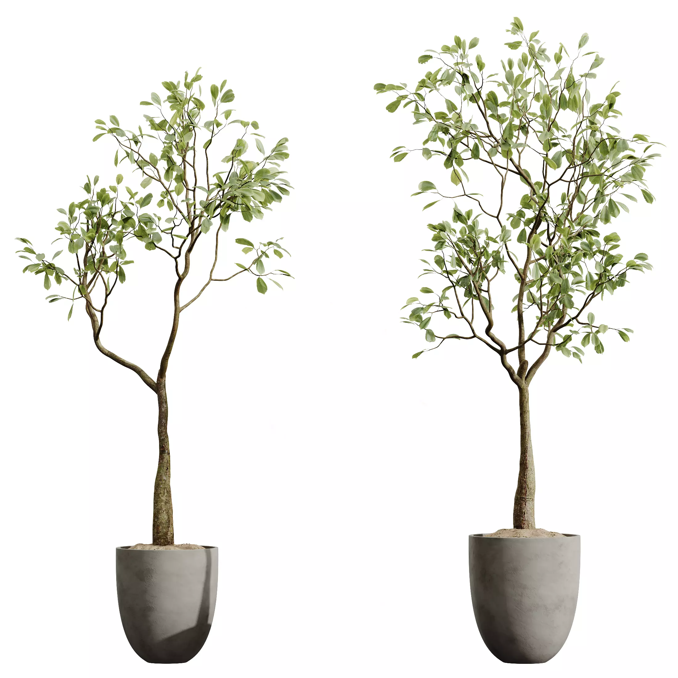 AV Indoor Plants Set 277 Yucca Palm Ficus 3D model_4