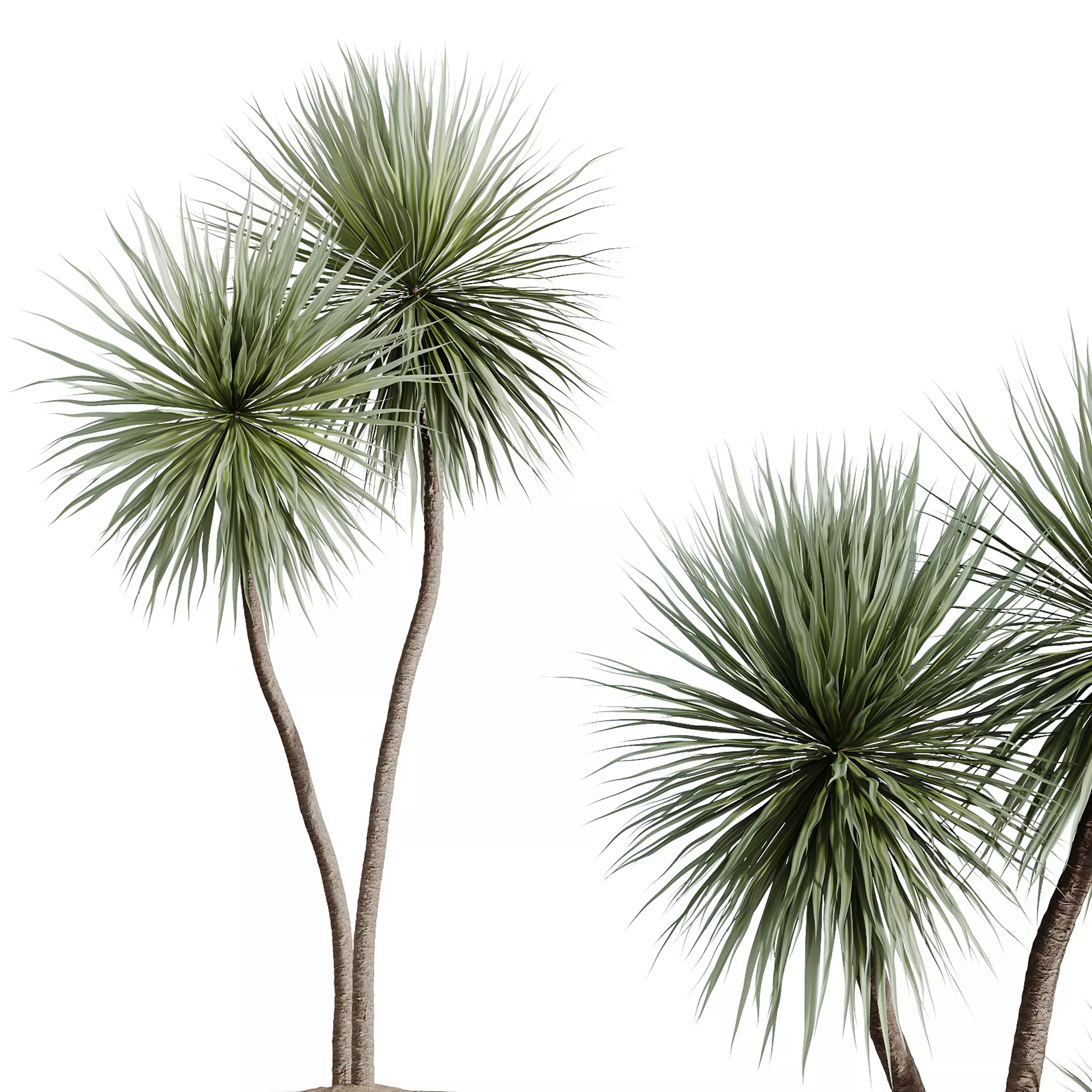 AV Indoor Plants Set 277 Yucca Palm Ficus 3D model_6