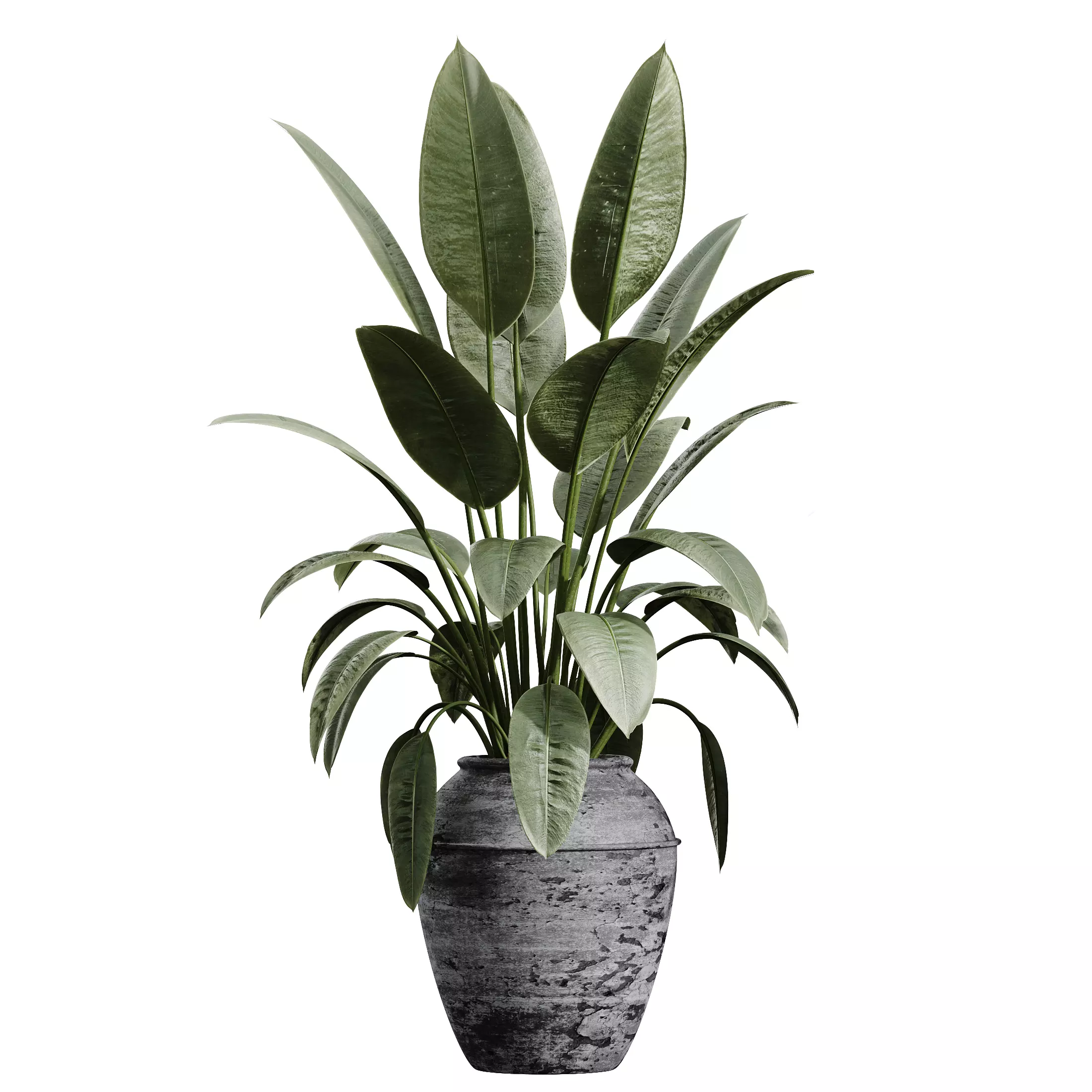 AV Indoor Plants Set 277 Yucca Palm Ficus 3D model_1