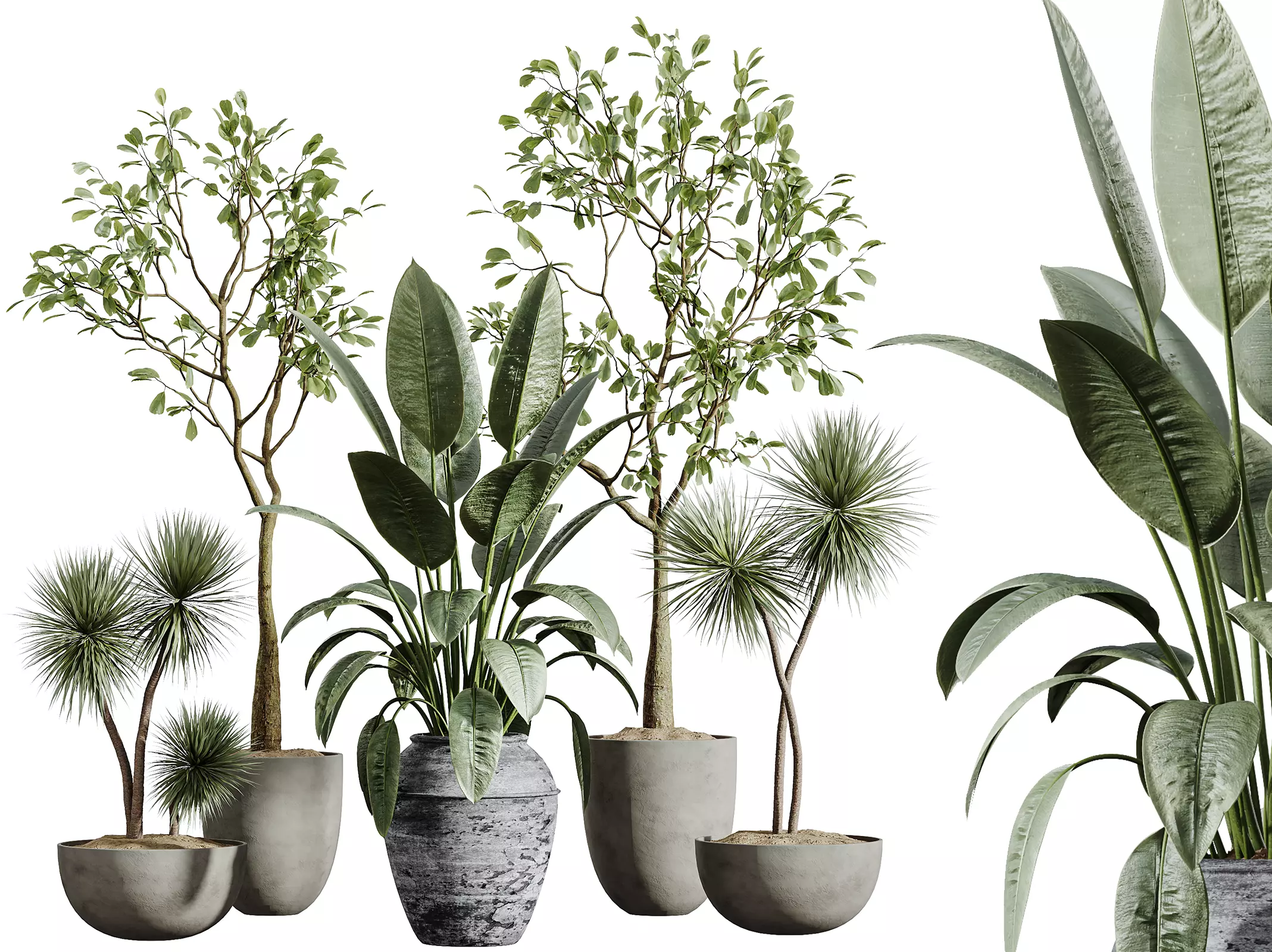 AV Indoor Plants Set 277 Yucca Palm Ficus 3D model_0