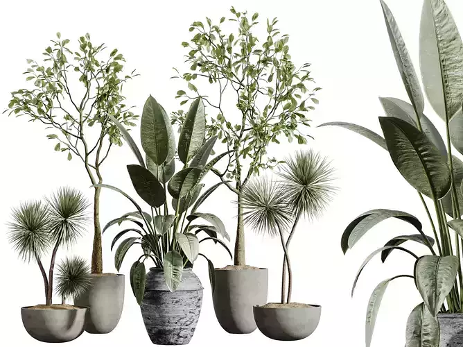 AV Indoor Plants Set 277 Yucca Palm Ficus 3D model