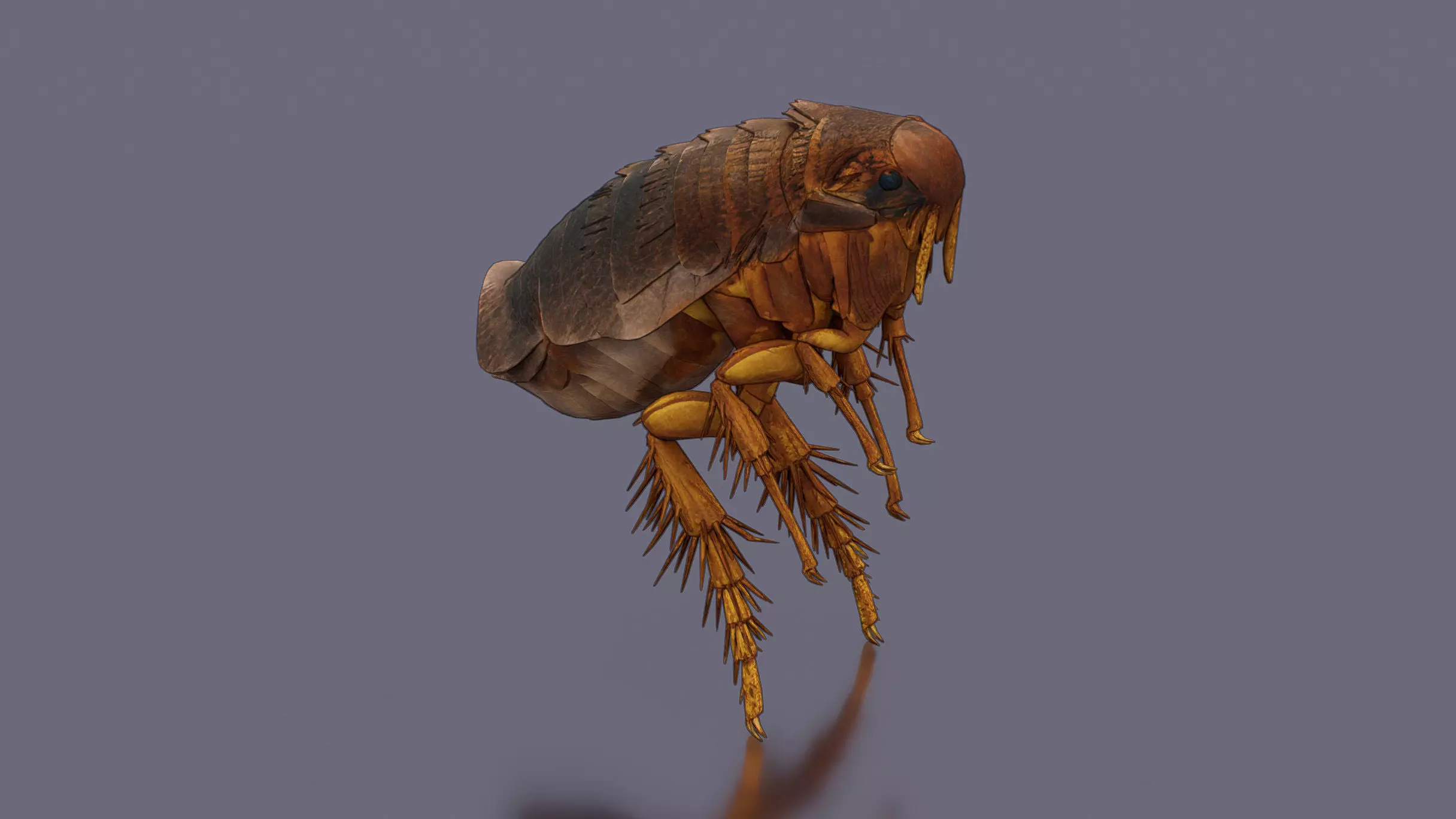 Home Flea 3D model_2