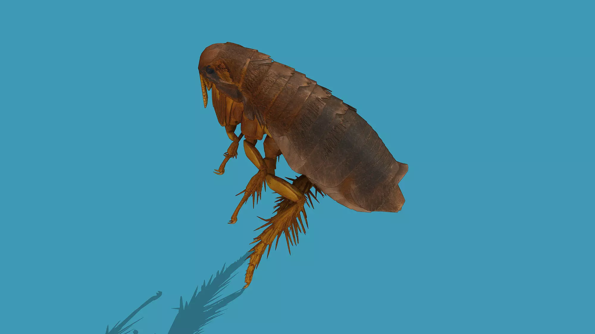 Home Flea 3D model_4