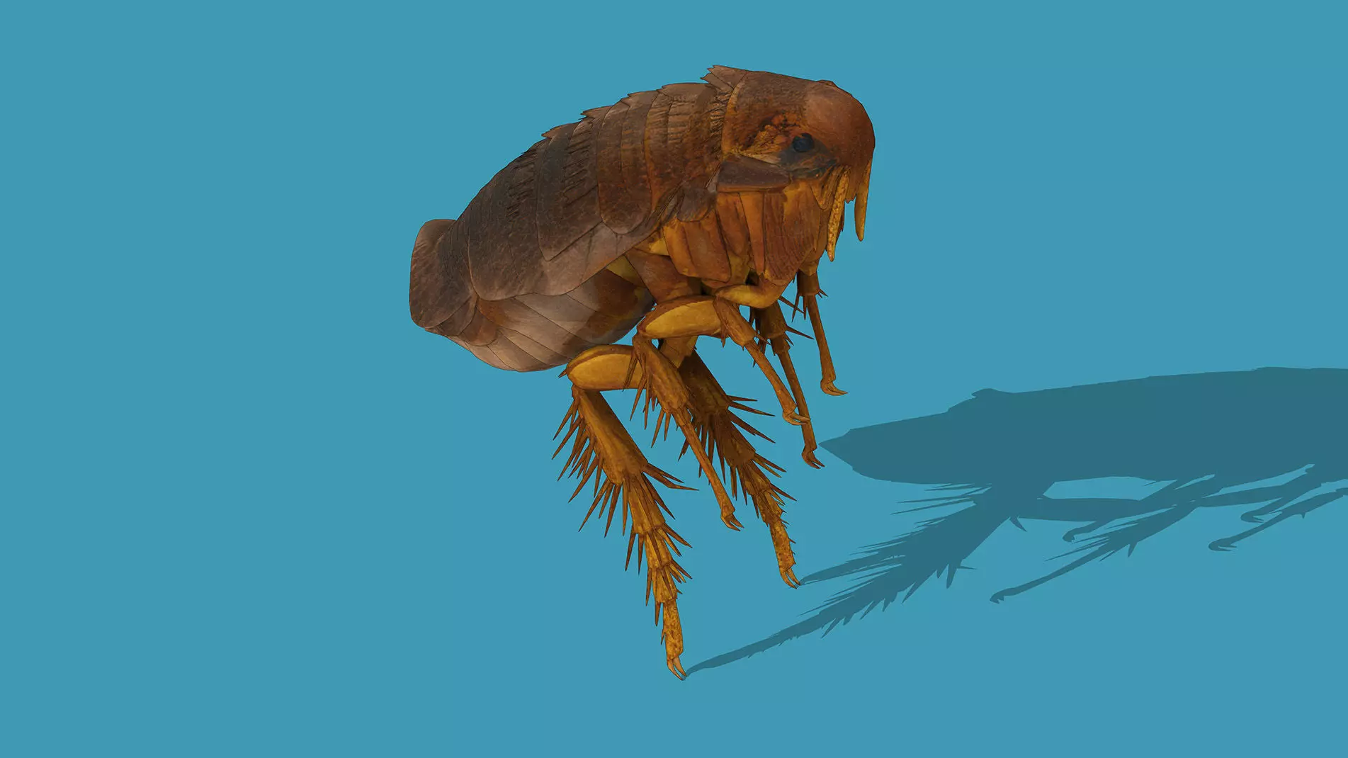 Home Flea 3D model_3