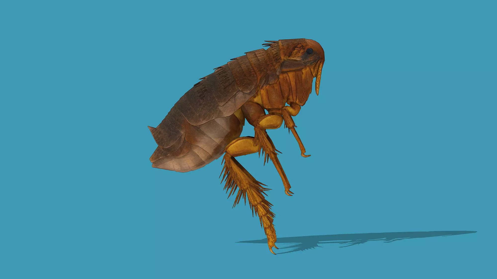 Home Flea 3D model_5