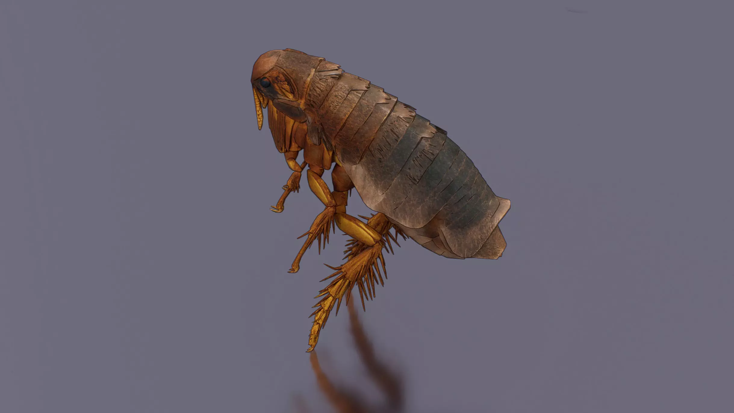 Home Flea 3D model_1