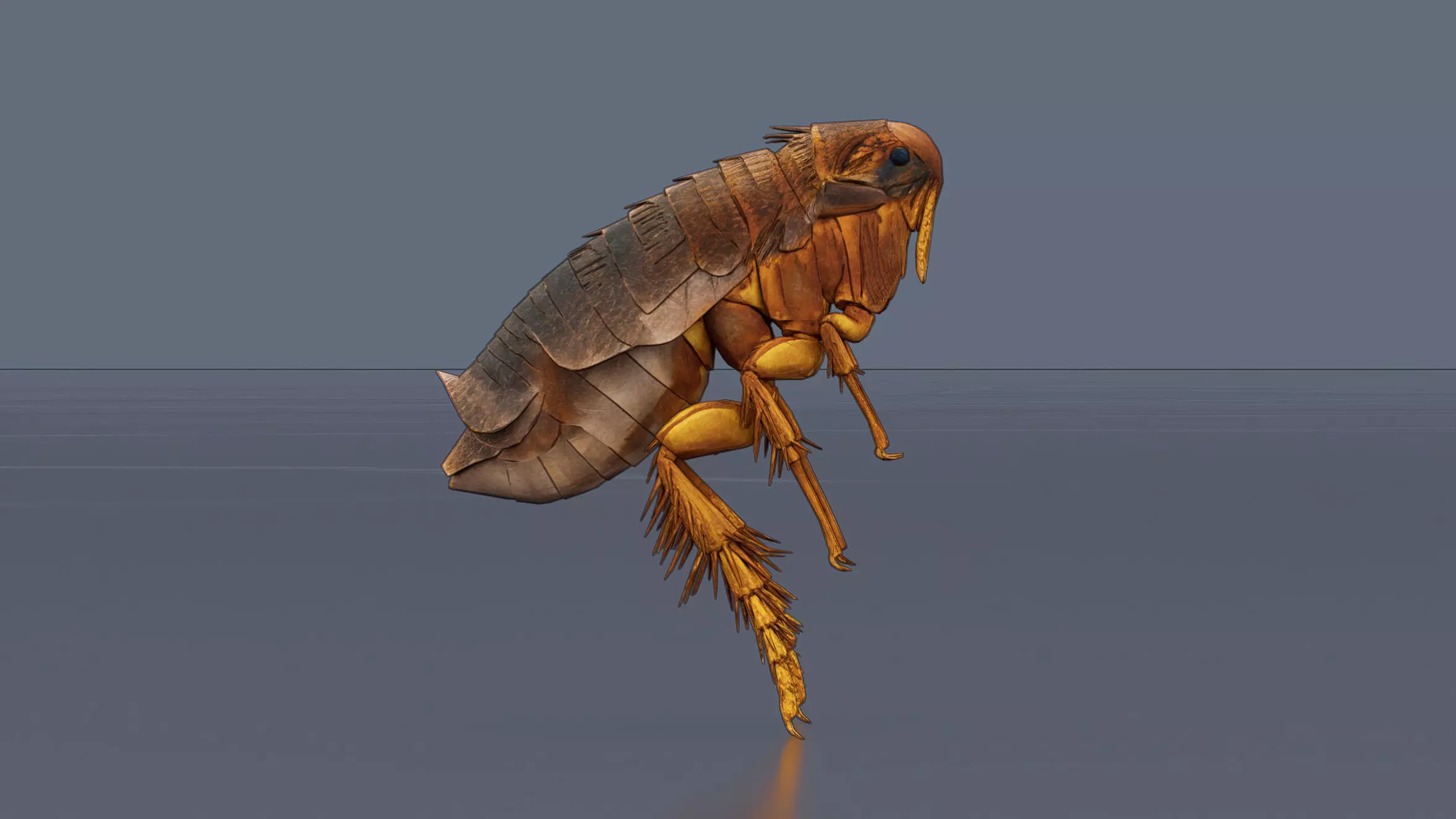 Home Flea 3D model_0