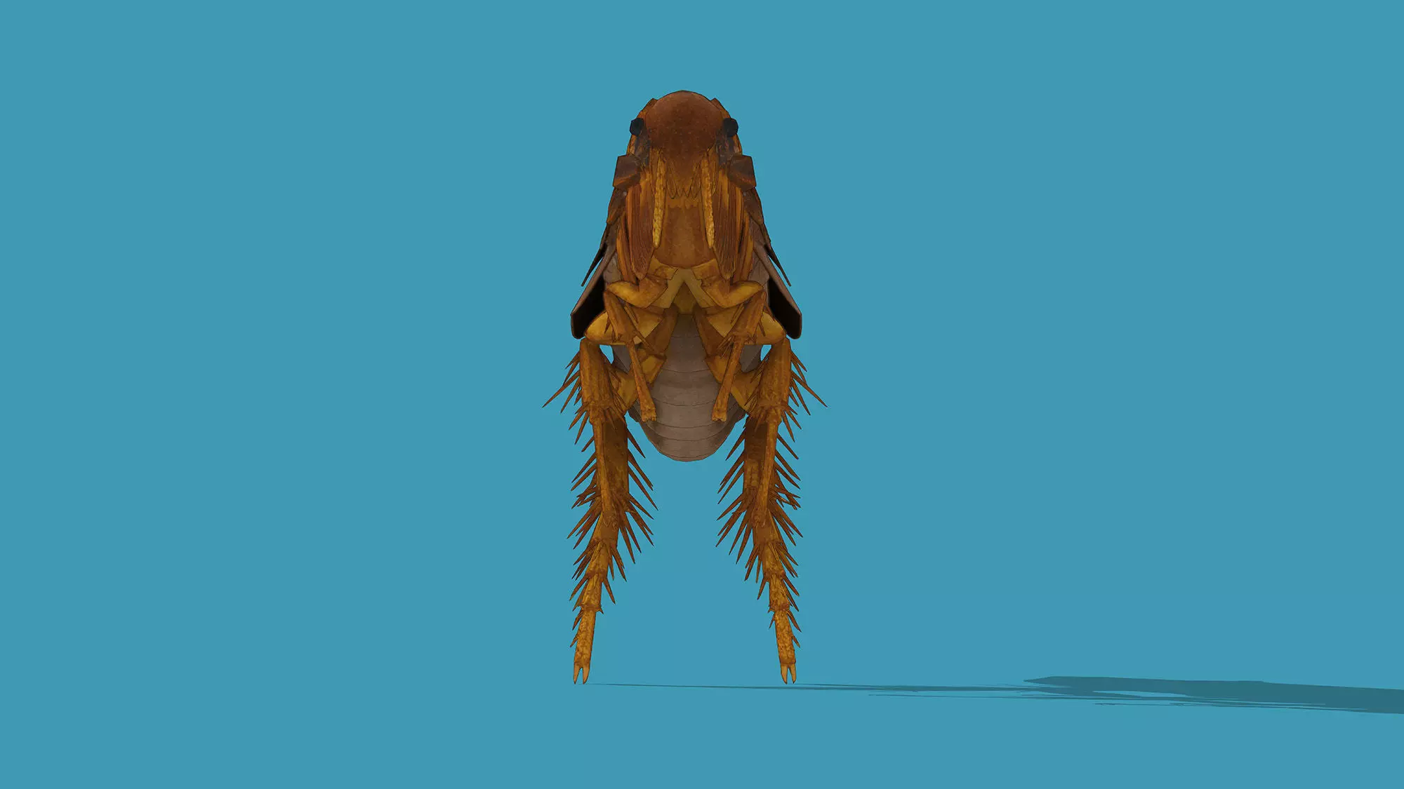 Home Flea 3D model_6