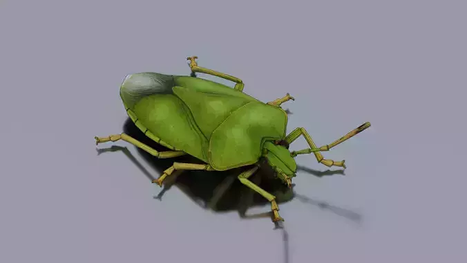 Green rice bug