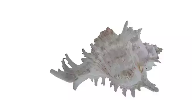 Big and spiny sea shell