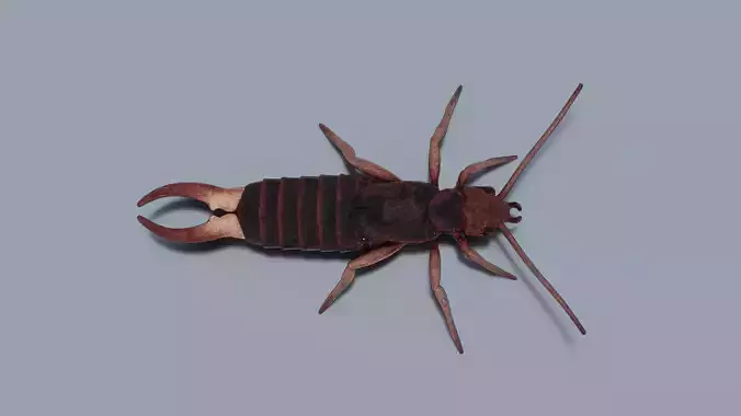 Earwig Low-poly 3D model