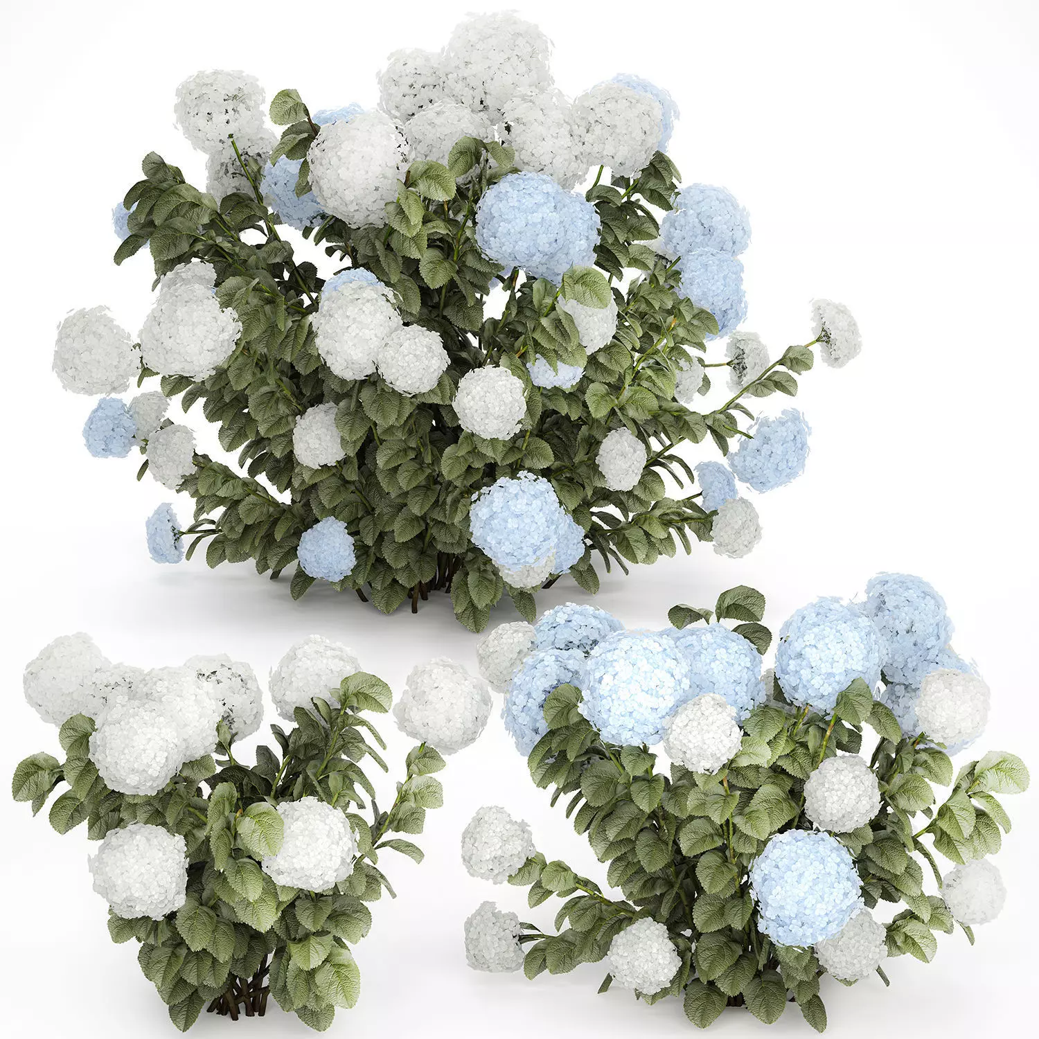 Bushes White Blue Hydrangea With Flowers Garden 1483 3D model_10