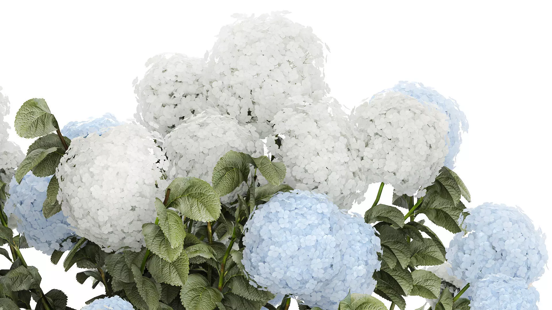 Bushes White Blue Hydrangea With Flowers Garden 1483 3D model_7