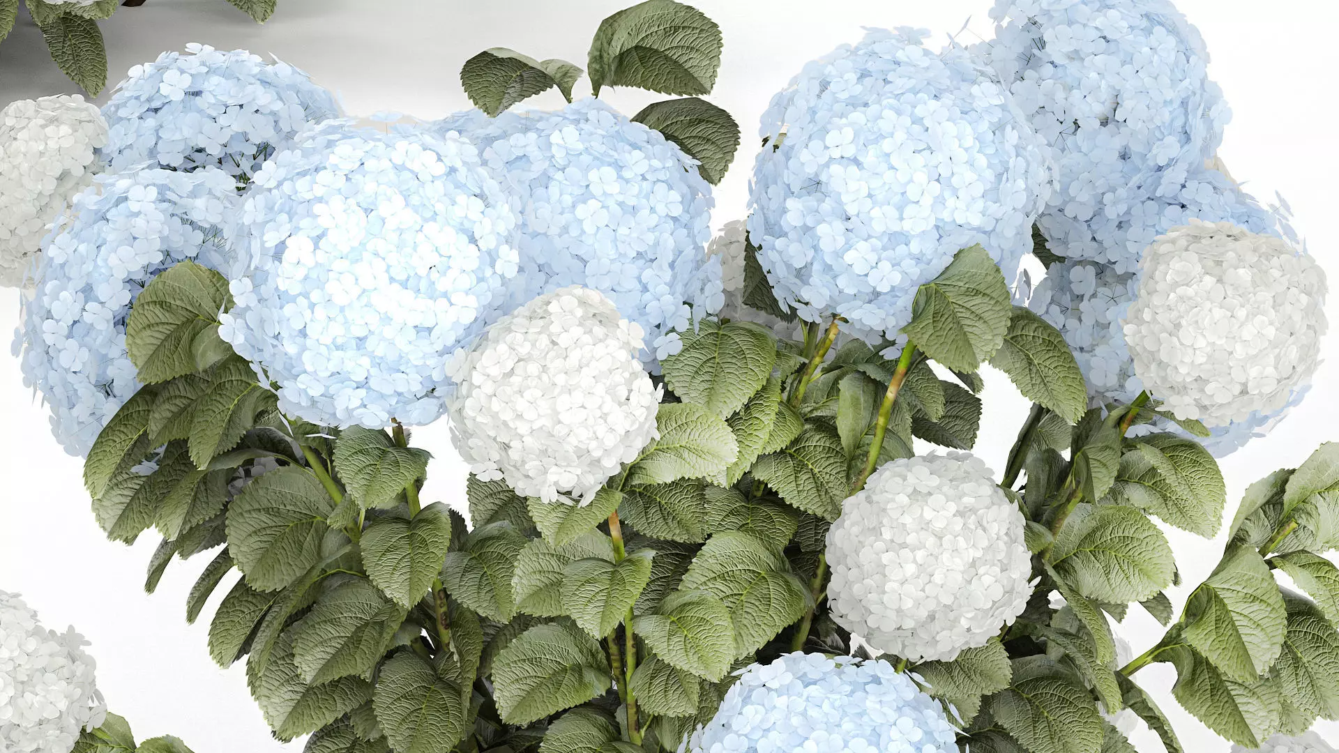 Bushes White Blue Hydrangea With Flowers Garden 1483 3D model_6