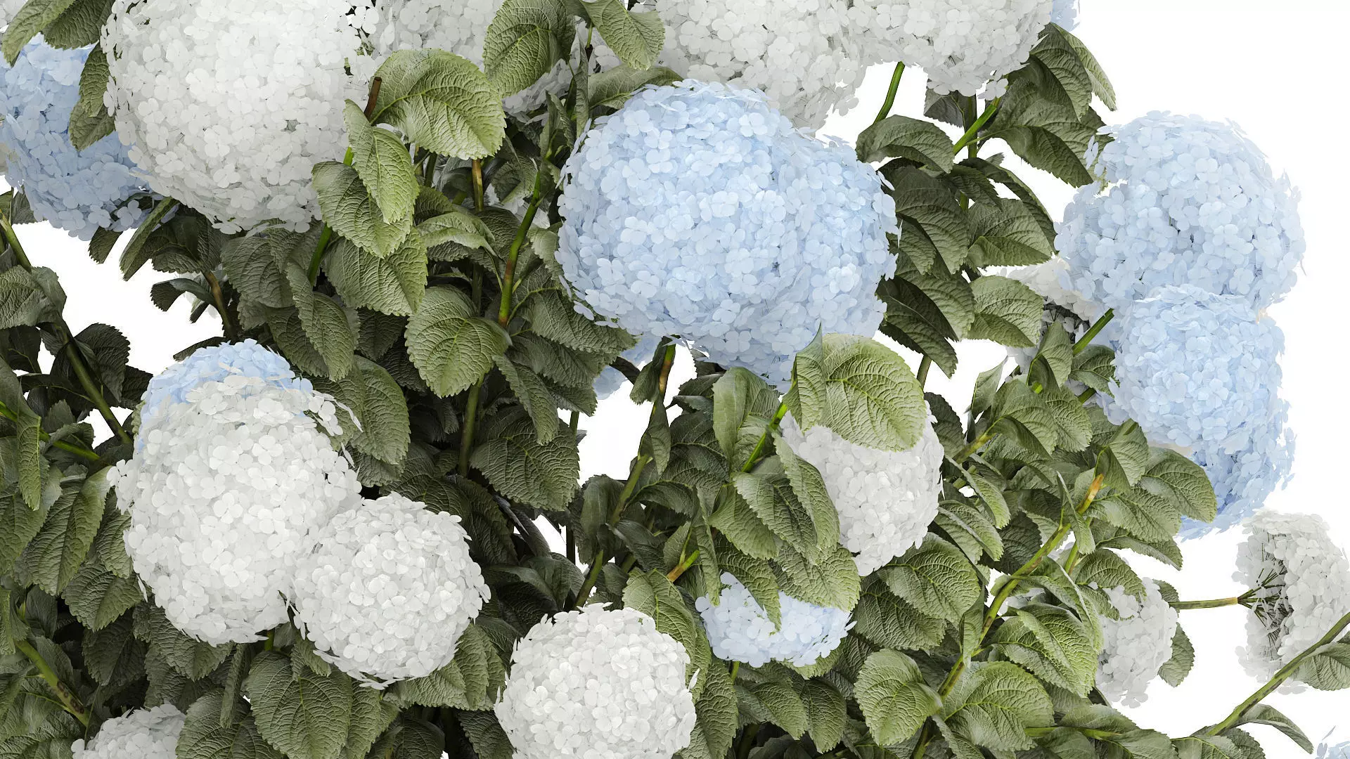 Bushes White Blue Hydrangea With Flowers Garden 1483 3D model_8