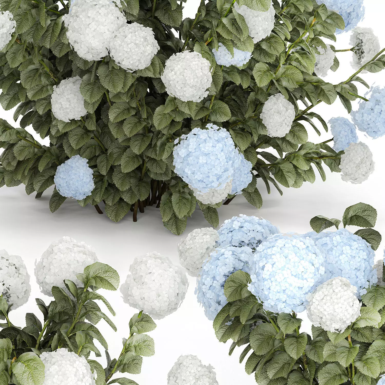 Bushes White Blue Hydrangea With Flowers Garden 1483 3D model_11