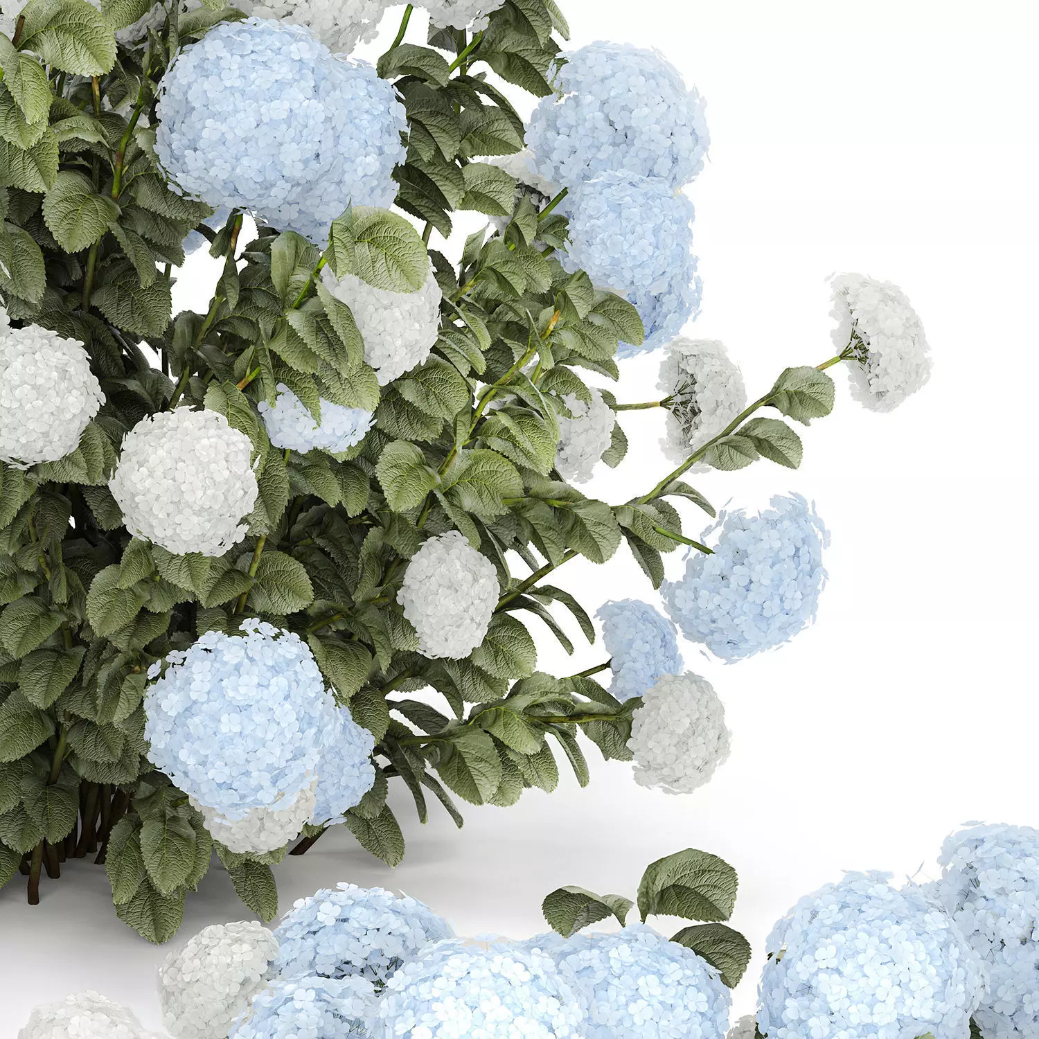 Bushes White Blue Hydrangea With Flowers Garden 1483 3D model_12