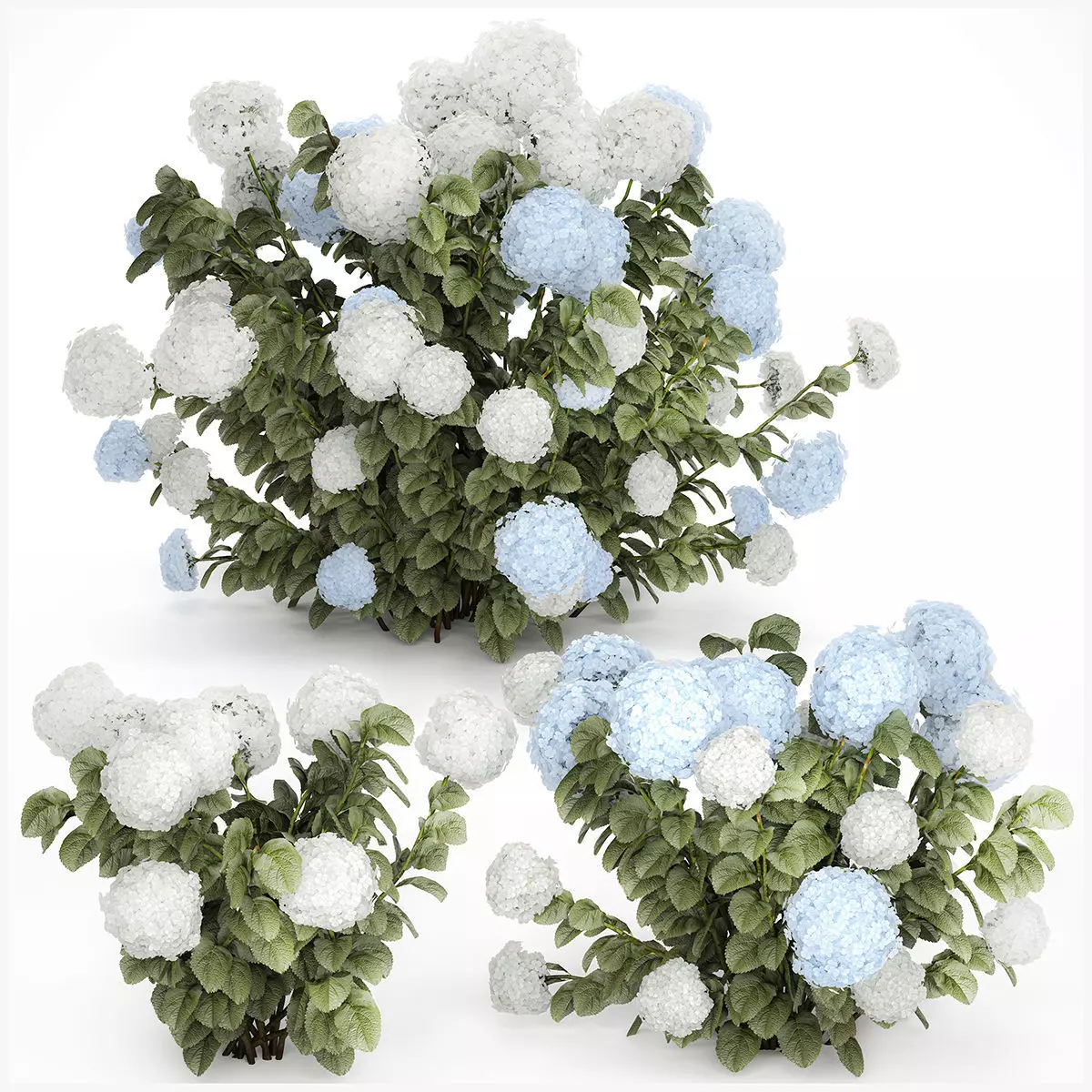Bushes White Blue Hydrangea With Flowers Garden 1483 3D model_2