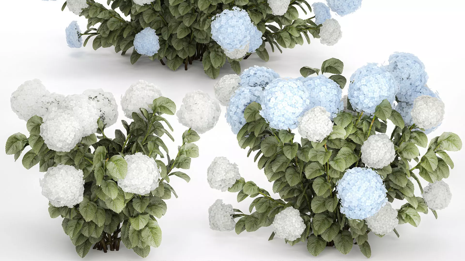 Bushes White Blue Hydrangea With Flowers Garden 1483 3D model_4
