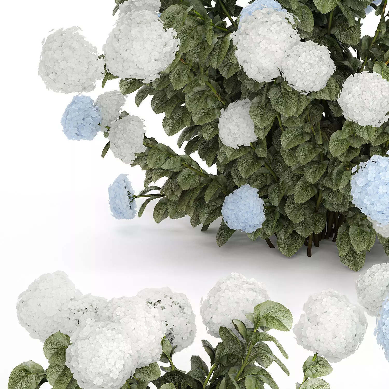 Bushes White Blue Hydrangea With Flowers Garden 1483 3D model_15