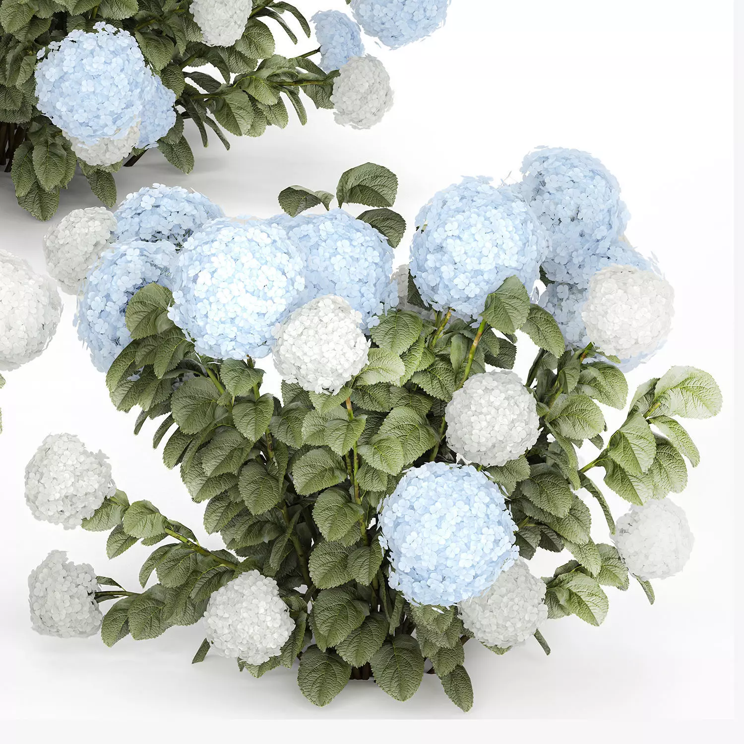 Bushes White Blue Hydrangea With Flowers Garden 1483 3D model_14