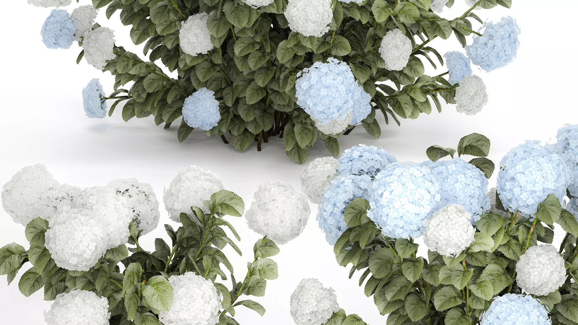 Bushes White Blue Hydrangea With Flowers Garden 1483 3D model_1