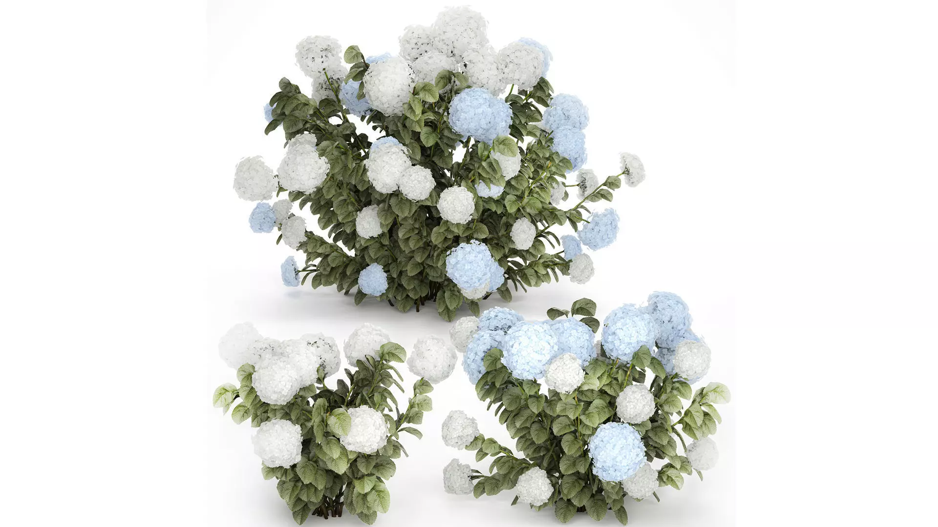Bushes White Blue Hydrangea With Flowers Garden 1483 3D model_0