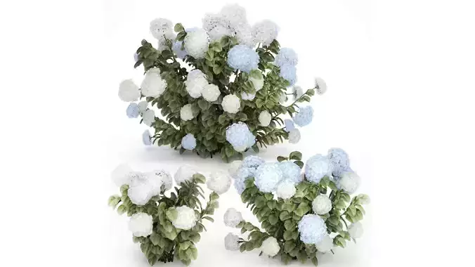 Bushes White Blue Hydrangea With Flowers Garden 1483 3D model