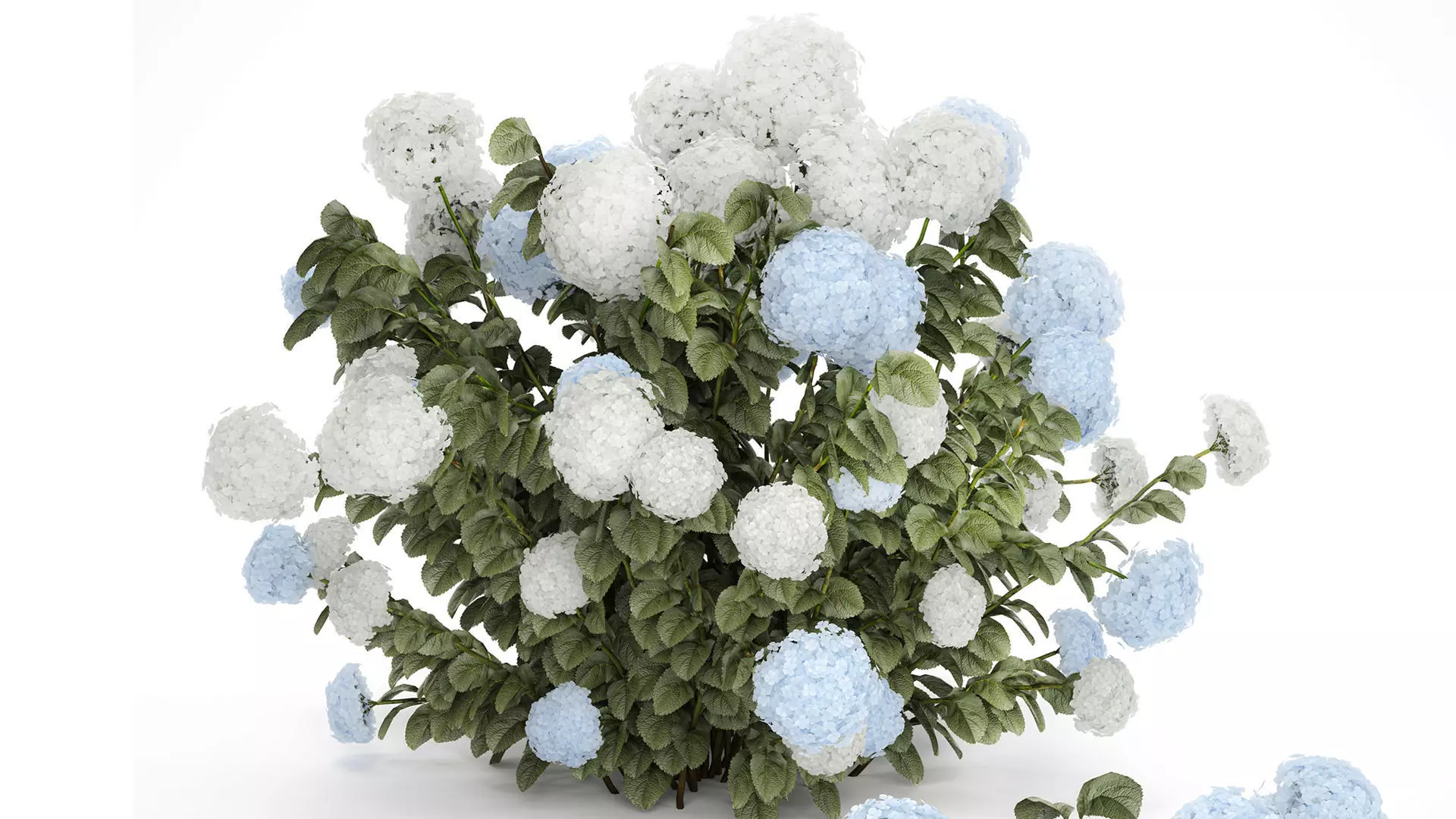 Bushes White Blue Hydrangea With Flowers Garden 1483 3D model_3