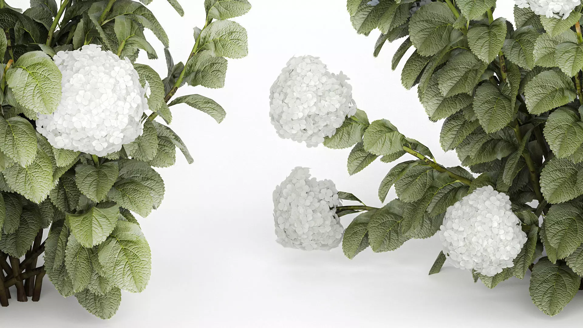 Bushes White Blue Hydrangea With Flowers Garden 1483 3D model_5