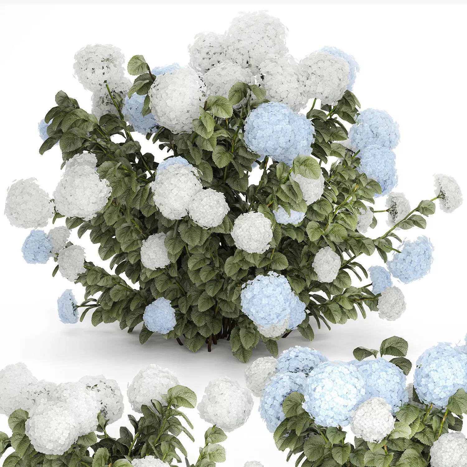 Bushes White Blue Hydrangea With Flowers Garden 1483 3D model_13