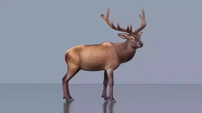 Normal elk