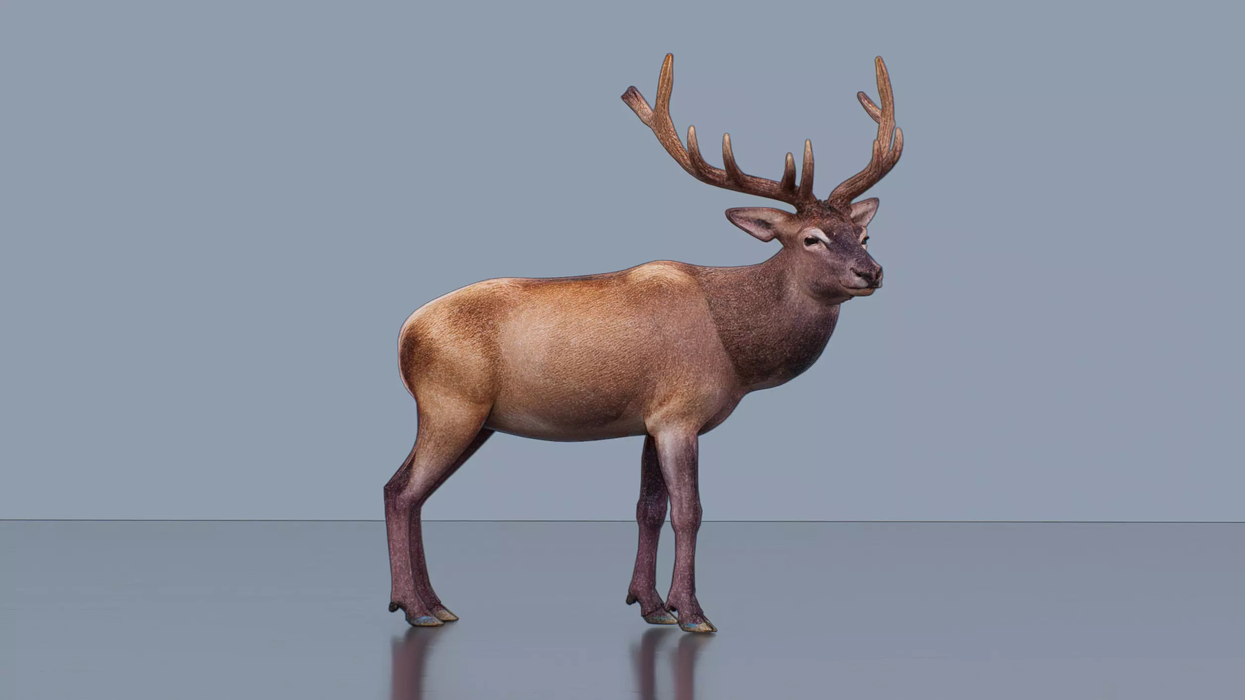 Normal elk Low-poly 3D model