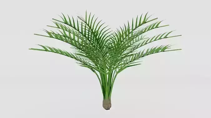 palm plant