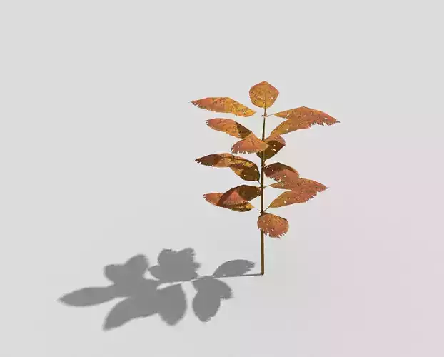 Plant leaf with shadow
