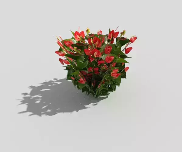 Plant flowers in pot