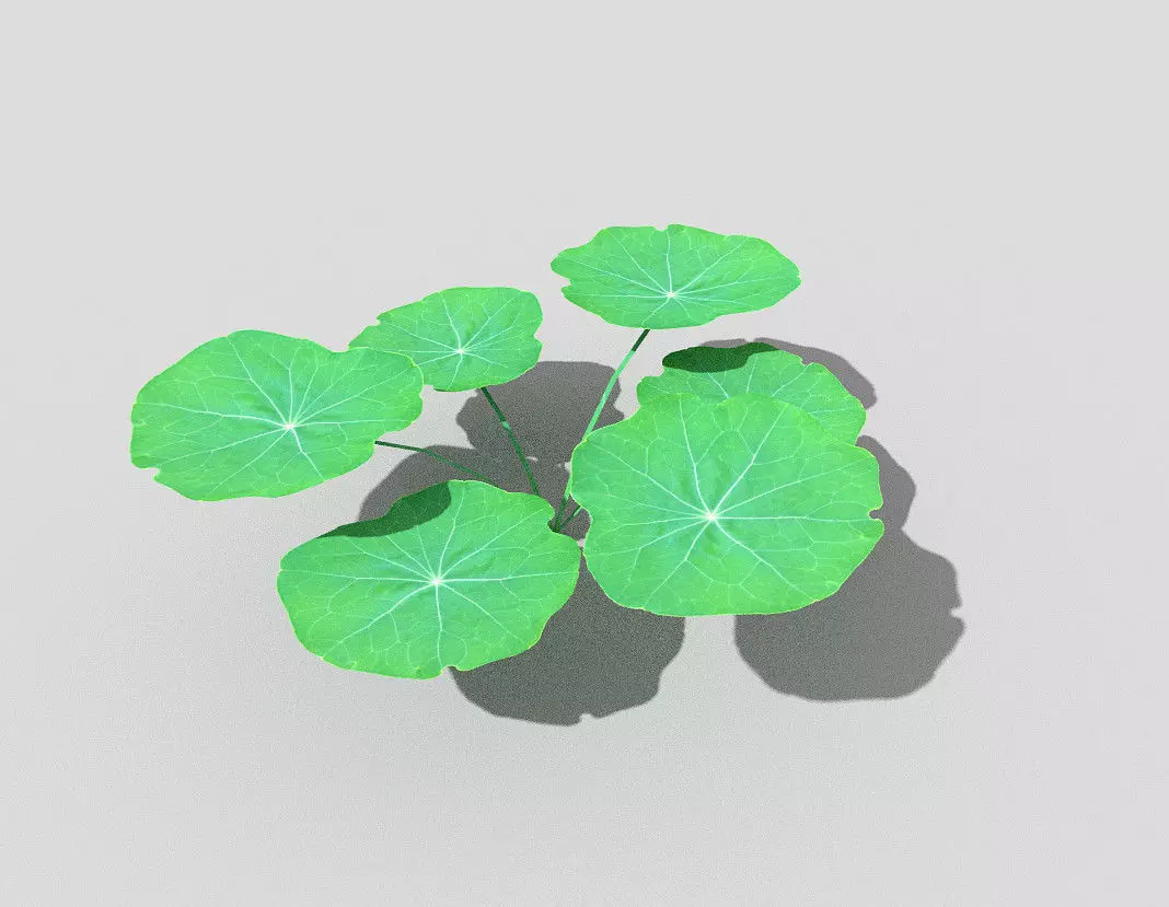 Plant lotus Low-poly 3D model