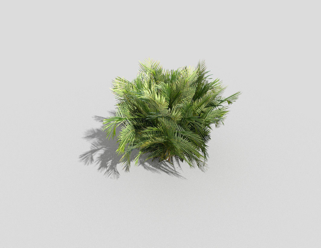 tropical plant Low-poly 3D model_1