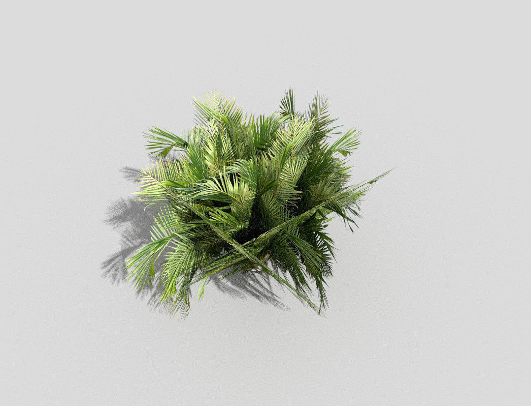 tropical plant Low-poly 3D model_3