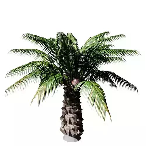 oil palm trees Low-poly 3D model