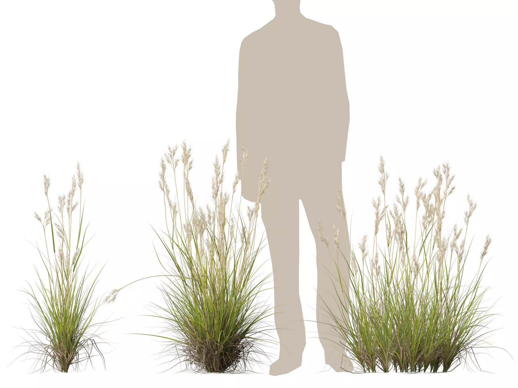 HighPolyLowPoly- Rytidosperma caespitosum - Common Wallaby-grass Low-poly 3D model_8