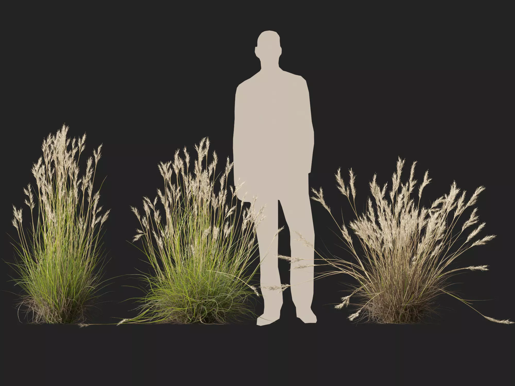 HighPolyLowPoly- Rytidosperma caespitosum - Common Wallaby-grass Low-poly 3D model_11