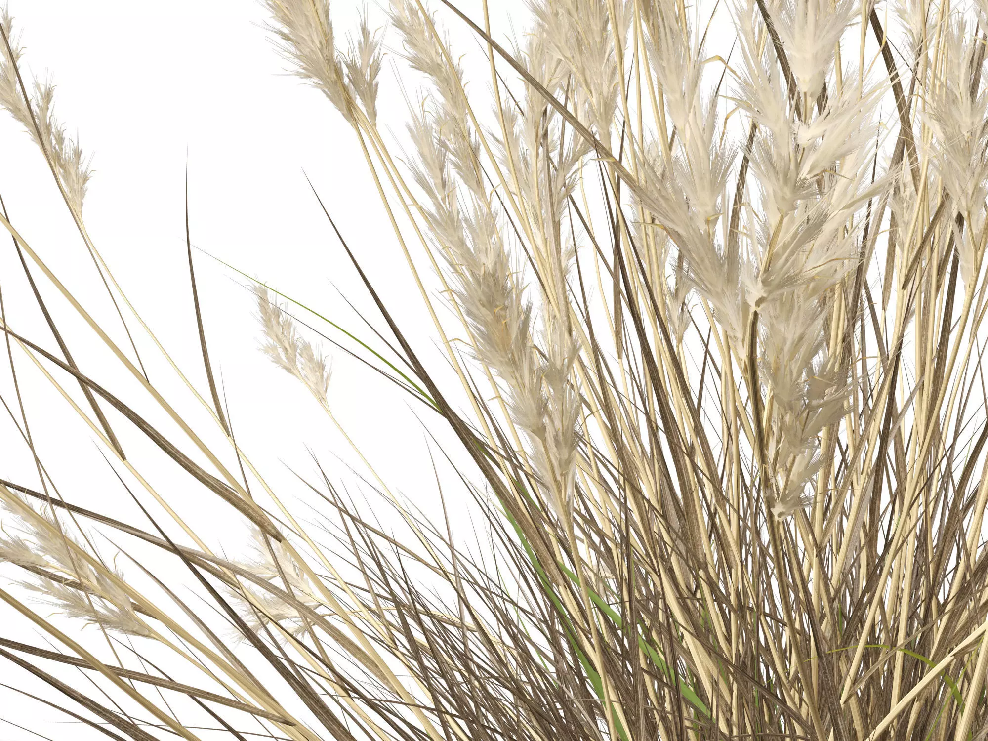 HighPolyLowPoly- Rytidosperma caespitosum - Common Wallaby-grass Low-poly 3D model_5