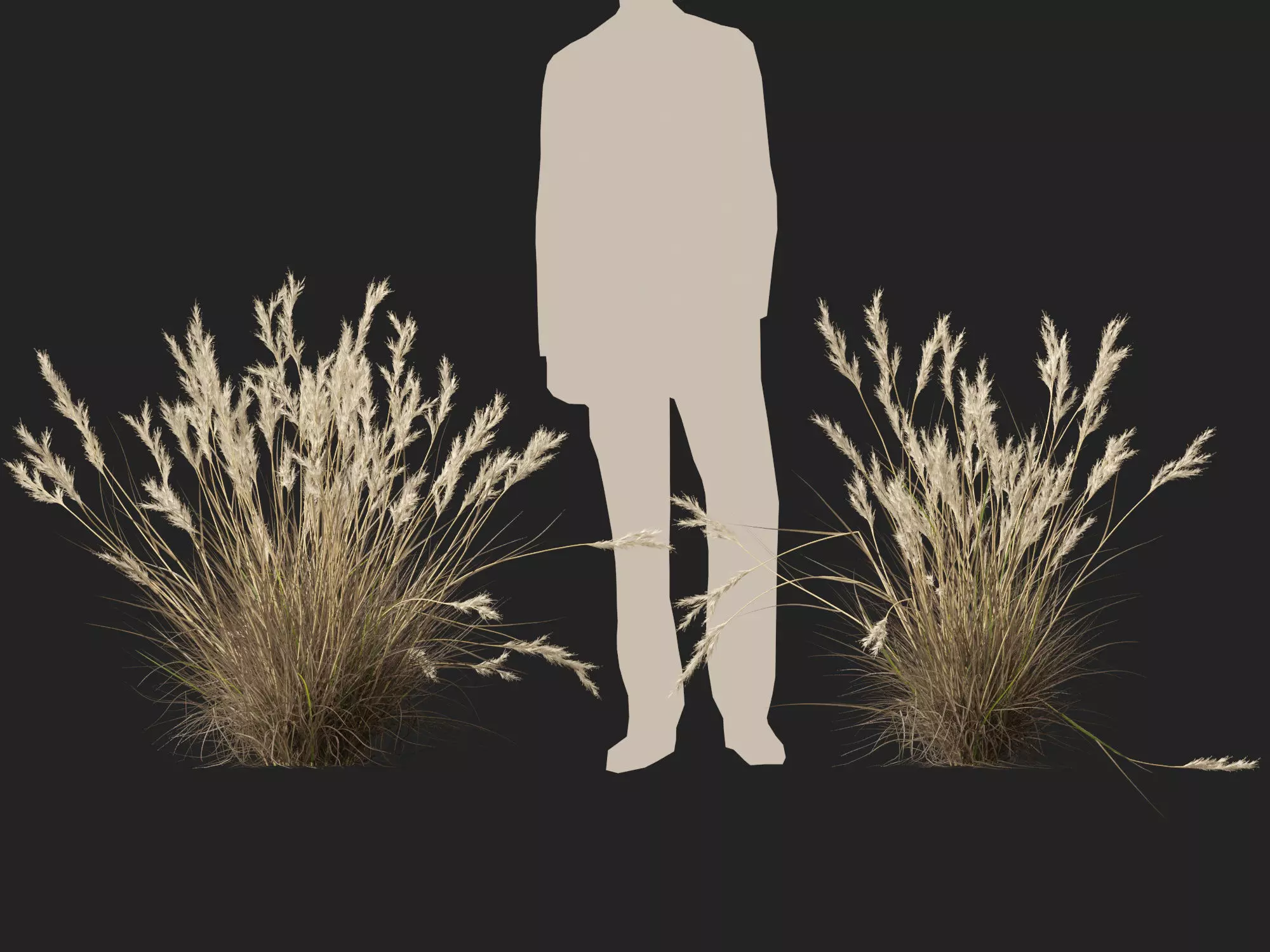 HighPolyLowPoly- Rytidosperma caespitosum - Common Wallaby-grass Low-poly 3D model_13