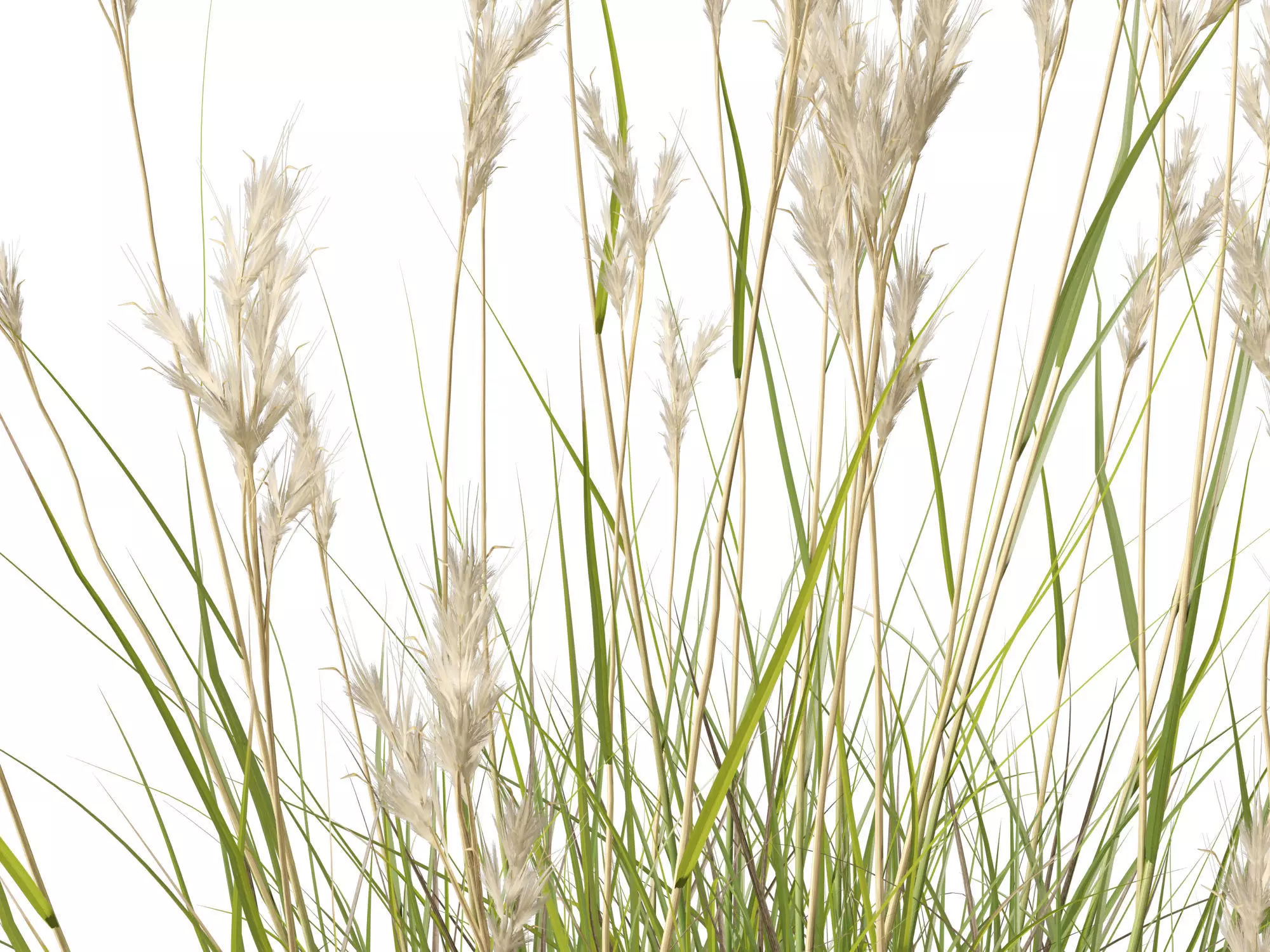 HighPolyLowPoly- Rytidosperma caespitosum - Common Wallaby-grass Low-poly 3D model_3