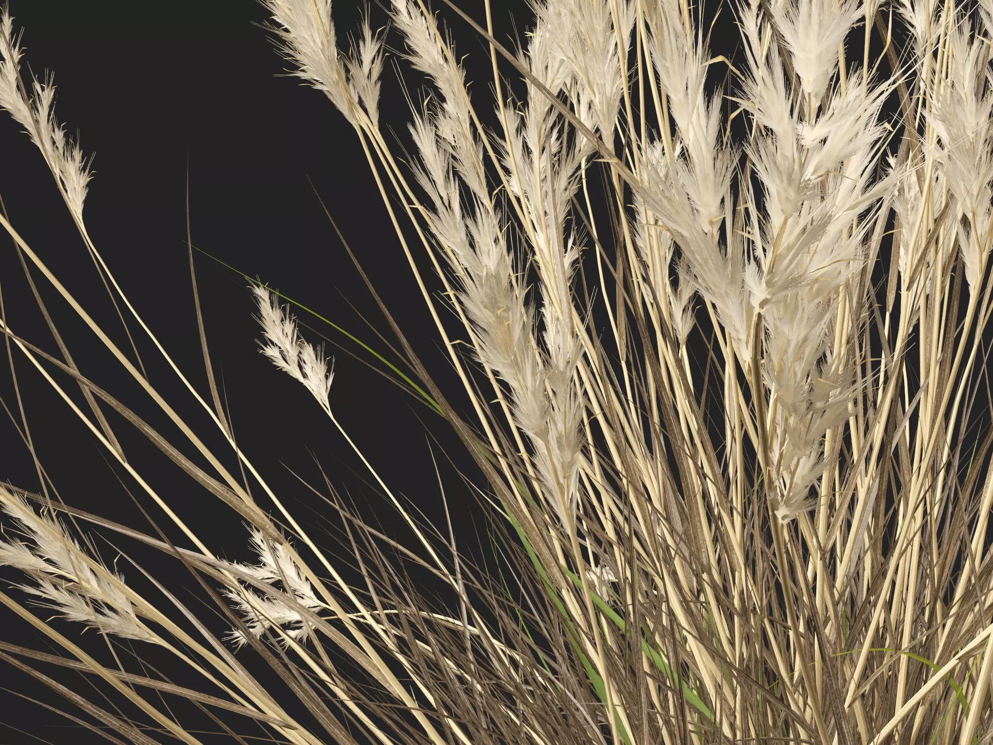 HighPolyLowPoly- Rytidosperma caespitosum - Common Wallaby-grass Low-poly 3D model_6