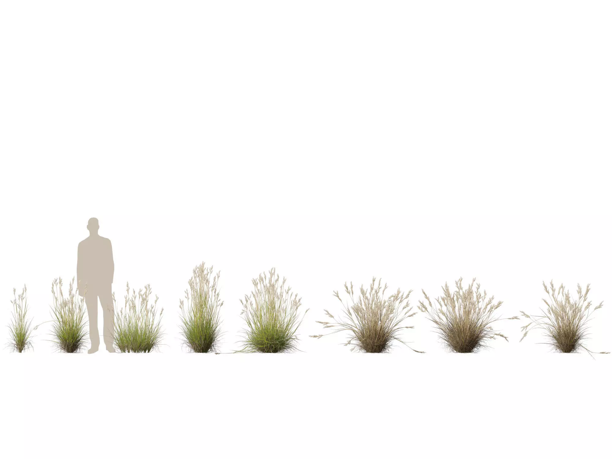 HighPolyLowPoly- Rytidosperma caespitosum - Common Wallaby-grass Low-poly 3D model_1