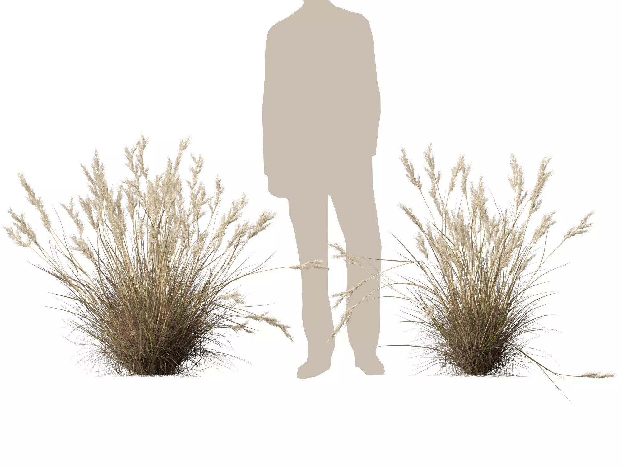 HighPolyLowPoly- Rytidosperma caespitosum - Common Wallaby-grass Low-poly 3D model_12